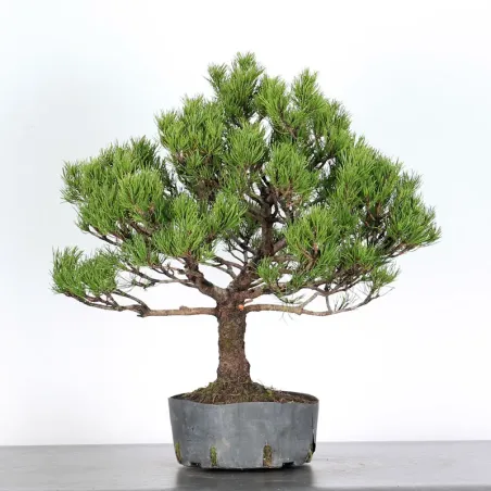 Mugo Bonsai Pine PM-2-2