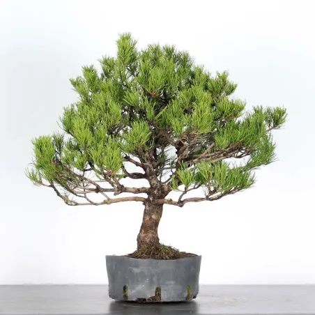 image supplémentaire - BONSAI PINUS MUGO 2-2