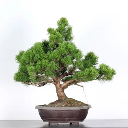 Mugo Bonsai Pine PM-2-5