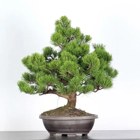 image supplémentaire - BONSAI PINUS MUGO 2-5