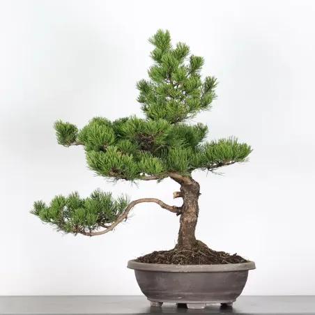 image supplémentaire - BONSAI PINUS MUGO 2-6