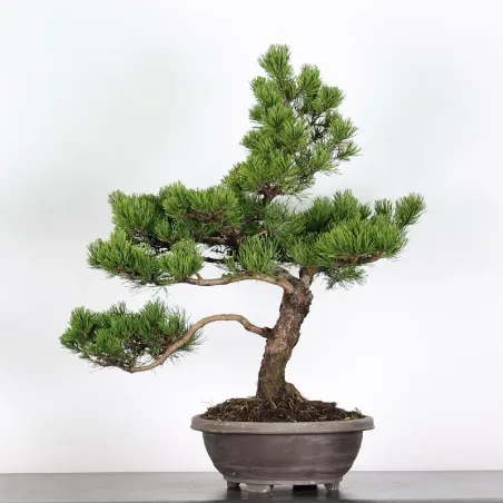 Mugo Bonsai Pine PM-2-6