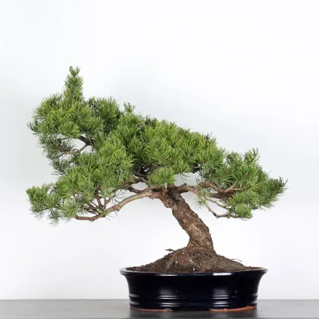 Mugo Bonsai Pine PM-2-8