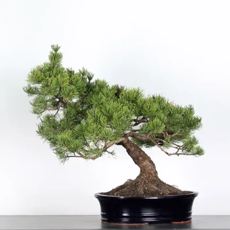 image supplémentaire - BONSAI PINUS MUGO 2-8