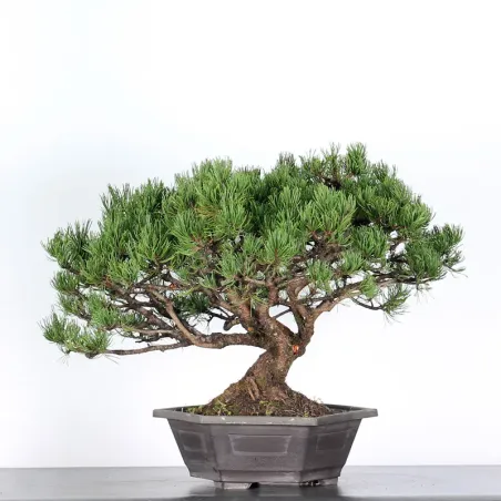 Mugo Bonsai Pine PM-4-11