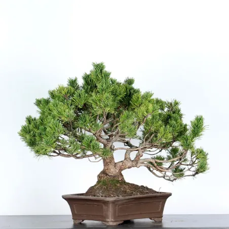 image supplémentaire - BONSAI PINUS MUGO 4-12