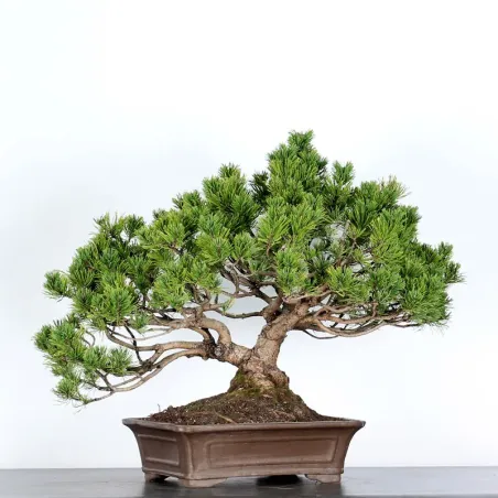 BONSAI PINUS MUGO 4-12