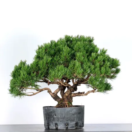 BONSAI PINUS MUGO 4-13