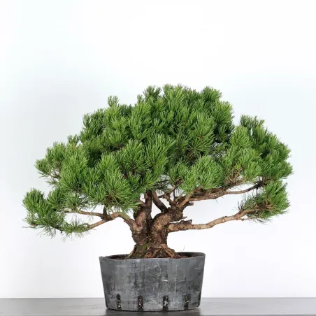 image supplémentaire - BONSAI PINUS MUGO 4-13