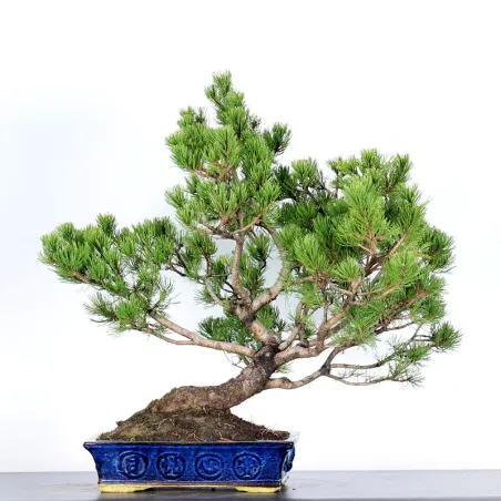 BONSAI PINUS MUGO 4-14