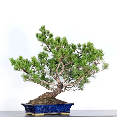 image supplémentaire - BONSAI PINUS MUGO 4-14