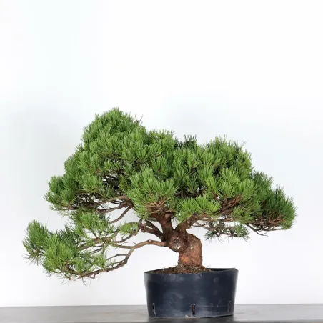 image supplémentaire - BONSAI PINUS MUGO 4-15