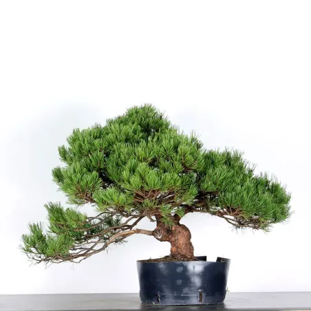 BONSAI PINUS MUGO 4-15