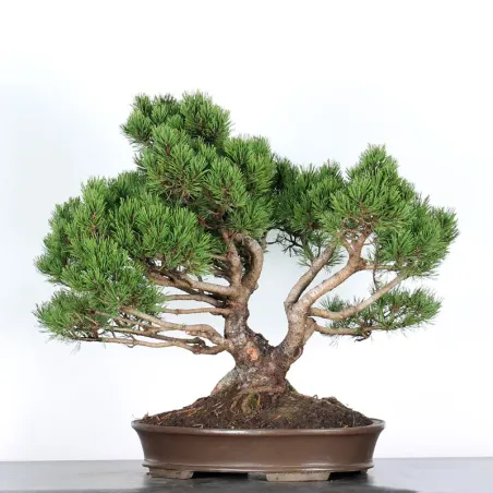 Mugo Bonsai Pine PM-5-1