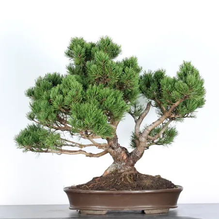 image supplémentaire - BONSAI PINUS MUGO 5-1