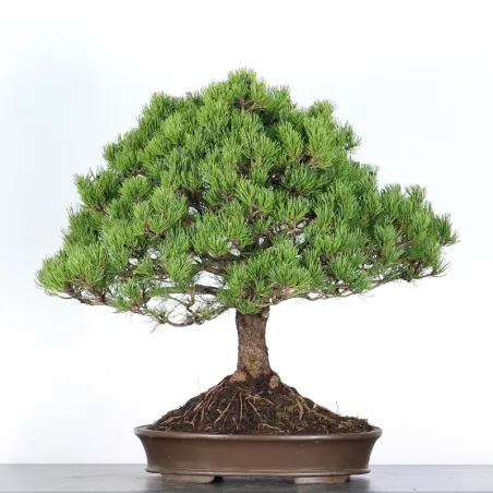 Pin mugo bonsai PM-5-2