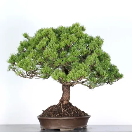 image supplémentaire - BONSAI PINUS MUGO 5-2