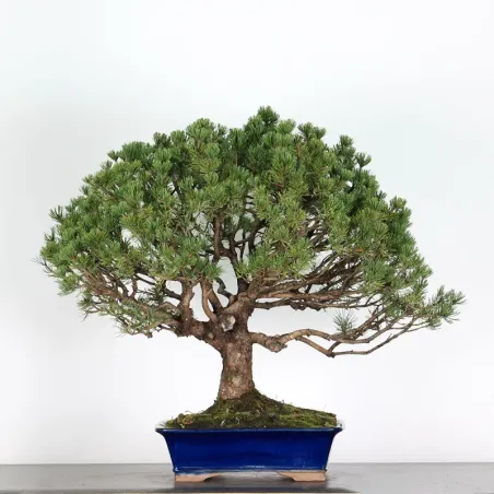 Mugo Bonsai Pine PM-5-3