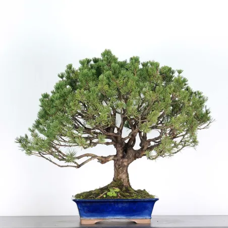 image supplémentaire - BONSAI PINUS MUGO 5-3