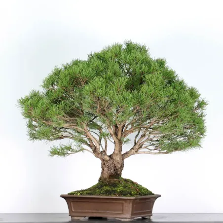 Mugo Bonsai Pine PM-5-4