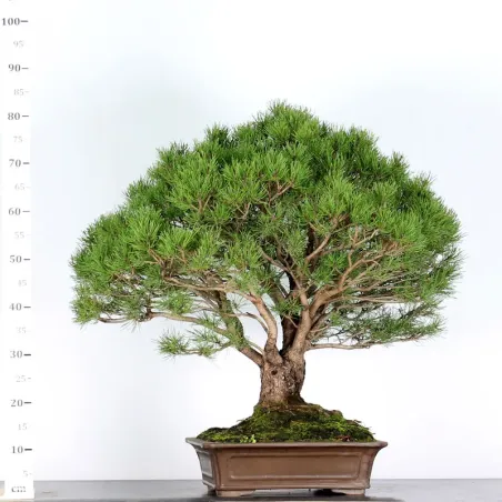 image supplémentaire - BONSAI PINUS MUGO 5-4