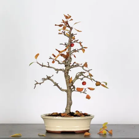 Bonsai Pommier