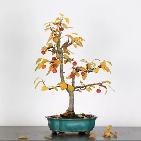 Bonsai Pommier