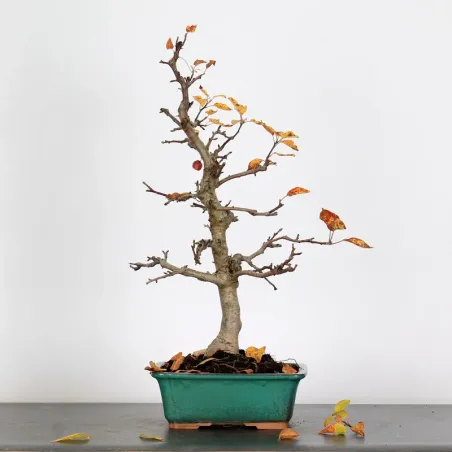 Bonsai Pommier