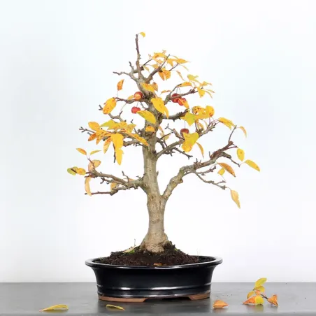 Bonsai Pommier