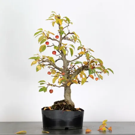 Bonsai Apple Tree