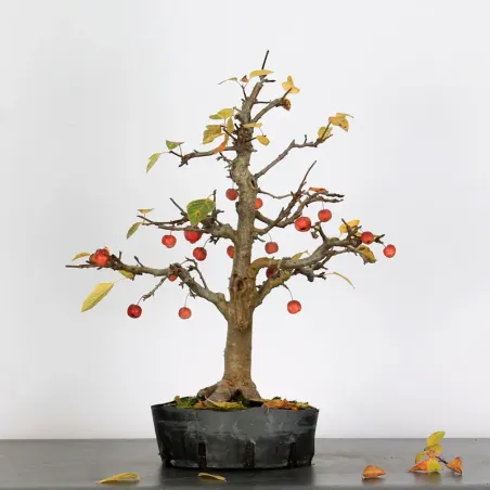 Bonsai Pommier