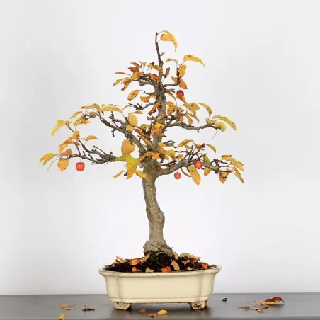 Bonsai Pommier