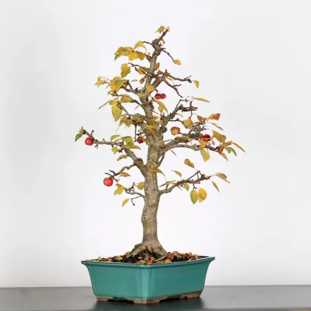 Bonsai Apple Tree