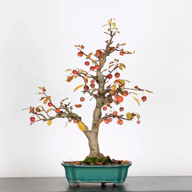 Bonsai Apple Tree