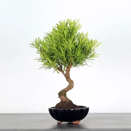 image supplémentaire - PIN DE BOUDDHA "PODOCARPUS"...