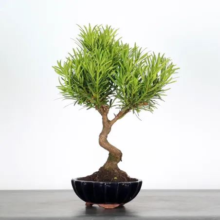 PIN DE BOUDDHA "PODOCARPUS" 1-1