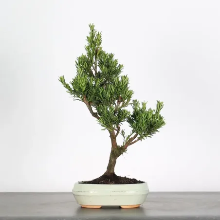 BUDDHA PINE "PODOCARPUS" 1-2