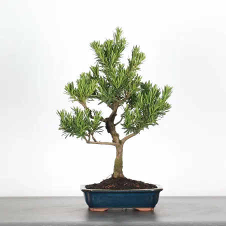 PIN DE BOUDDHA "PODOCARPUS" 1-4