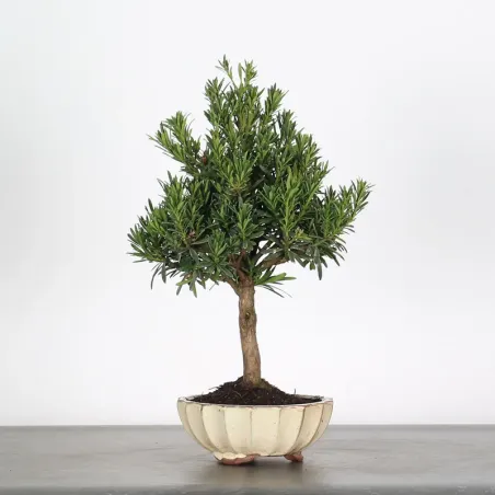 PIN DE BOUDDHA "PODOCARPUS" 1-5