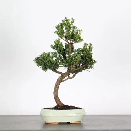 image supplémentaire - BUDDHA PINE "PODOCARPUS" 2-5