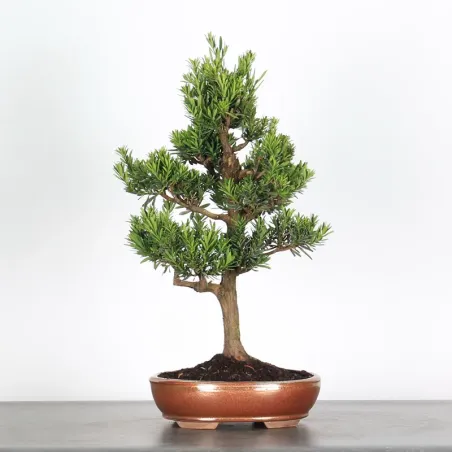 PIN DE BOUDDHA "PODOCARPUS" 3-2