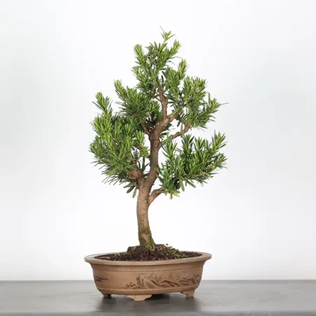 image supplémentaire - BUDDHA PINE "PODOCARPUS" 3-3