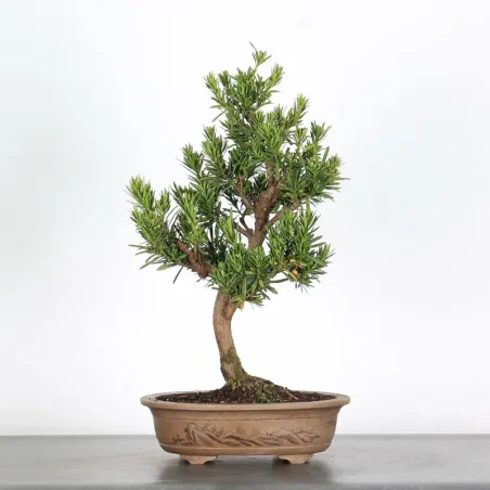 BUDDHA PINE "PODOCARPUS" 3-3