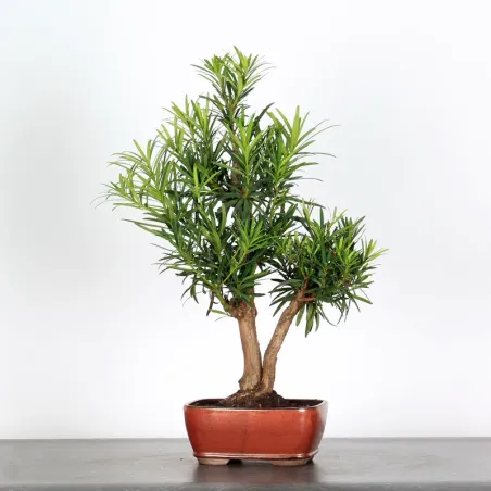 PIN DE BOUDDHA "PODOCARPUS" 3-5