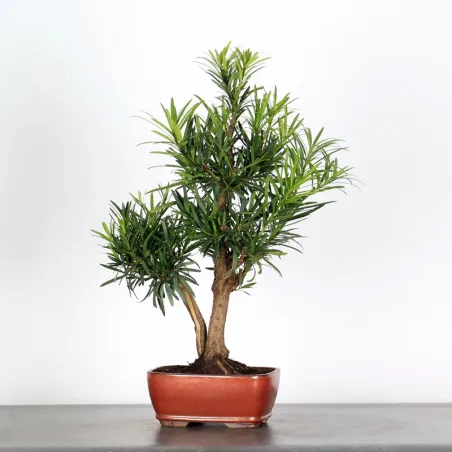 image supplémentaire - PIN DE BOUDDHA "PODOCARPUS"...