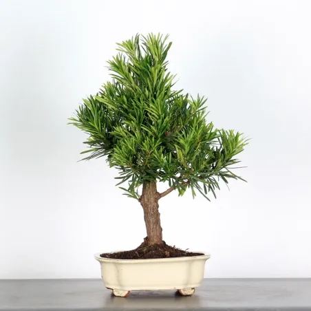 PODOCARPUS