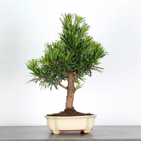 image supplémentaire - PIN DE BOUDDHA "PODOCARPUS"...