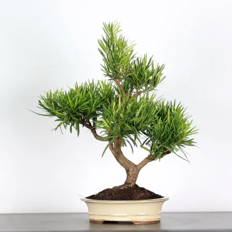 PIN DE BOUDDHA "PODOCARPUS" 4-2