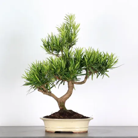 image supplémentaire - PIN DE BOUDDHA "PODOCARPUS"...