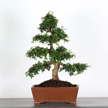 Bonsai Chinese Elm OR-3-5